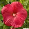 Red Hibiscus Flower Seeds Huge 10-12 Inch Perennial Blooms for Garden
