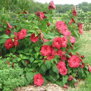 Red Hibiscus Flower Seeds Huge 10-12 Inch Perennial Blooms for Garden
