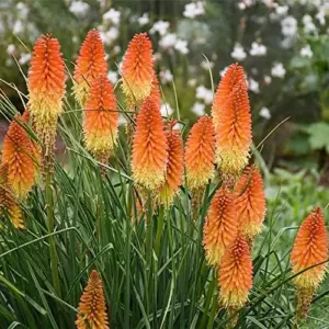 Red Hot Poker Seeds - 25 Pcs Kniphofia Torch Lily Perennial Non-GMO Flower Seeds for Garden & Backyard, Attracts Pollinators