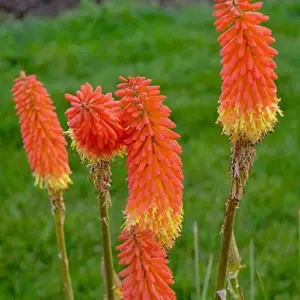 Red Hot Poker Seeds - 25 Pcs Kniphofia Torch Lily Perennial Non-GMO Flower Seeds for Garden & Backyard, Attracts Pollinators