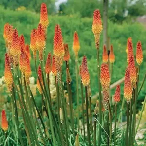Red Hot Poker Seeds - 25 Pcs Kniphofia Torch Lily Perennial Non-GMO Flower Seeds for Garden & Backyard, Attracts Pollinators
