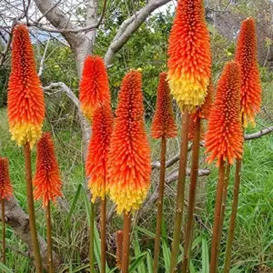 Red Hot Poker Seeds - 25 Pcs Kniphofia Torch Lily Perennial Non-GMO Flower Seeds for Garden & Backyard, Attracts Pollinators