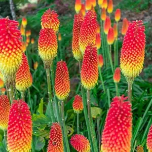 Red Hot Poker Seeds - 25 Pcs Kniphofia Torch Lily Perennial Non-GMO Flower Seeds for Garden & Backyard, Attracts Pollinators