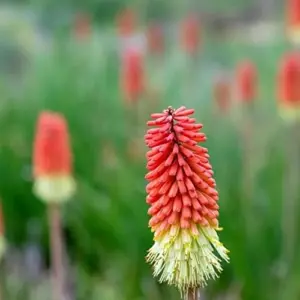 Red Hot Poker Seeds - 25 Pcs Kniphofia Torch Lily Perennial Non-GMO Flower Seeds for Garden & Backyard, Attracts Pollinators