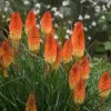 Red Hot Poker Seeds Perennial Flower Torch Lily Kniphofia 30 Pcs Red for Patio Container Outdoor
