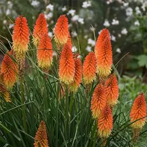Red Hot Poker Seeds Perennial Flower Torch Lily Kniphofia 30 Pcs Red for Patio Container Outdoor
