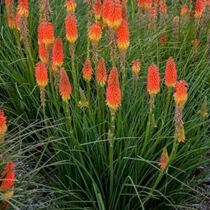 Red Hot Poker Seeds Perennial Flower Torch Lily Kniphofia 30 Pcs Red for Patio Container Outdoor