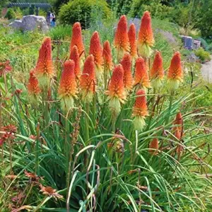 Red Hot Poker Seeds Perennial Flower Torch Lily Kniphofia 30 Pcs Red for Patio Container Outdoor