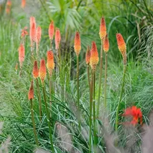 Red Hot Poker Seeds Perennial Flower Torch Lily Kniphofia 30 Pcs Red for Patio Container Outdoor