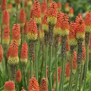 Red Hot Poker Seeds Perennial Flower Torch Lily Kniphofia 30 Pcs Red for Patio Container Outdoor