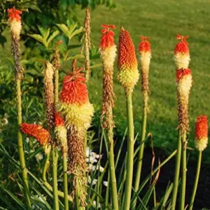 Red Hot Poker Seeds Perennial Flower Torch Lily Kniphofia 30 Pcs Red for Patio Container Outdoor