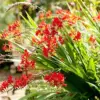 Red Montbretia Flower Seeds 10 Count Attracts Butterflies Birds Deer Resistant Drought Tolerant Outdoor