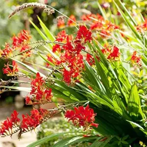 Red Montbretia Flower Seeds 10 Count Attracts Butterflies Birds Deer Resistant Drought Tolerant Outdoor