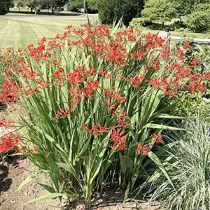 Red Montbretia Flower Seeds 10 Count Attracts Butterflies Birds Deer Resistant Drought Tolerant Outdoor