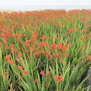 Red Montbretia Flower Seeds 10 Count Attracts Butterflies Birds Deer Resistant Drought Tolerant Outdoor