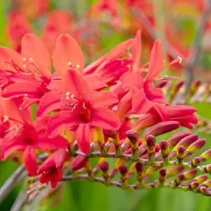 Red Montbretia Flower Seeds 10 Count Attracts Butterflies Birds Deer Resistant Drought Tolerant Outdoor