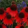 Red Ruby Echinacea Seeds 100 Pcs Perennial Coneflower Red Full Sun