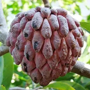 Red Sugar Apple Seeds, Sweet Custard Flesh, Soft Texture, Aromatic Flavor, Non-GMO, 10 Pcs