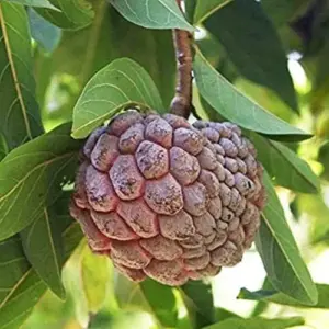 Red Sugar Apple Seeds, Sweet Custard Flesh, Soft Texture, Aromatic Flavor, Non-GMO, 10 Pcs