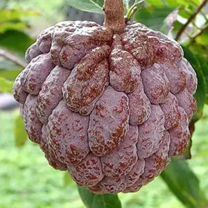 Red Sugar Apple Seeds, Sweet Custard Flesh, Soft Texture, Aromatic Flavor, Non-GMO, 10 Pcs