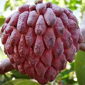 Red Sugar Apple Seeds, Sweet Custard Flesh, Soft Texture, Aromatic Flavor, Non-GMO, 10 Pcs