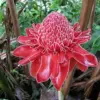 Red Torch Ginger Seeds Etlingera Elatior Tropical Flowering Plant Outdoor 5 Pcs