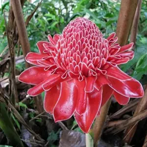 Red Torch Ginger Seeds Etlingera Elatior Tropical Flowering Plant Outdoor 5 Pcs