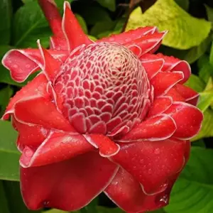 Red Torch Ginger Seeds Etlingera Elatior Tropical Flowering Plant Outdoor 5 Pcs