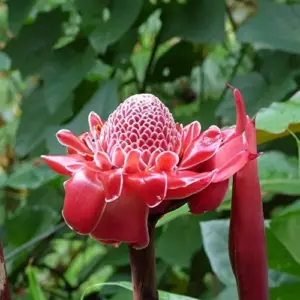 Red Torch Ginger Seeds Etlingera Elatior Tropical Flowering Plant Outdoor 5 Pcs