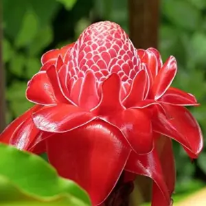 Red Torch Ginger Seeds Etlingera Elatior Tropical Flowering Plant Outdoor 5 Pcs