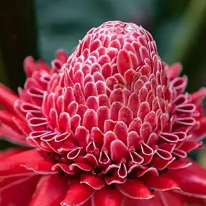 Red Torch Ginger Seeds Etlingera Elatior Tropical Flowering Plant Outdoor 5 Pcs