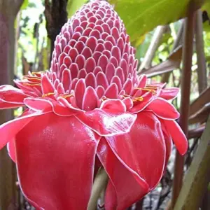 Red Torch Ginger Seeds Etlingera Elatior Tropical Flowering Plant Outdoor 5 Pcs
