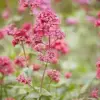 Red Valerian Seeds 50Pcs Perennial Cut Flower Fragrant Deer Resistant Drought Tolerant Attracts Pollinators