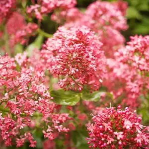 Red Valerian Seeds 50Pcs Perennial Cut Flower Fragrant Deer Resistant Drought Tolerant Attracts Pollinators
