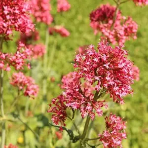 Red Valerian Seeds 50Pcs Perennial Cut Flower Fragrant Deer Resistant Drought Tolerant Attracts Pollinators