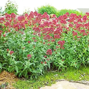 Red Valerian Seeds 50Pcs Perennial Cut Flower Fragrant Deer Resistant Drought Tolerant Attracts Pollinators