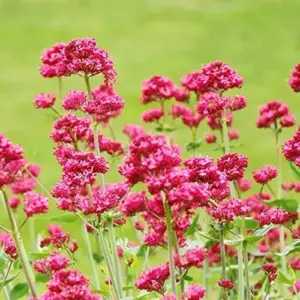 Red Valerian Seeds 50Pcs Perennial Cut Flower Fragrant Deer Resistant Drought Tolerant Attracts Pollinators