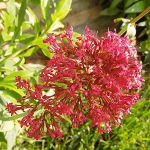 Red Valerian Seeds 50Pcs Perennial Cut Flower Fragrant Deer Resistant Drought Tolerant Attracts Pollinators
