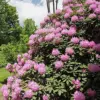 Rhododendron Maximum Seeds 50Pcs Pink Ornamental Evergreen Rabbit Resistant Showy