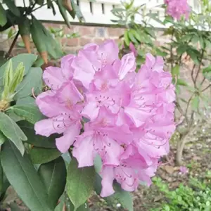 Rhododendron Maximum Seeds 50Pcs Pink Ornamental Evergreen Rabbit Resistant Showy