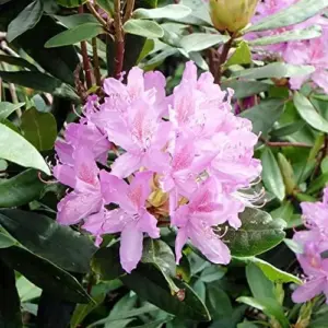Rhododendron Maximum Seeds 50Pcs Pink Ornamental Evergreen Rabbit Resistant Showy