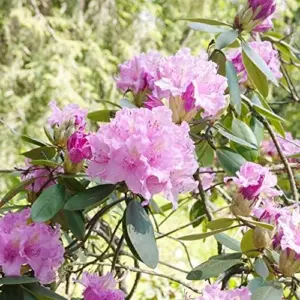 Rhododendron Maximum Seeds 50Pcs Pink Ornamental Evergreen Rabbit Resistant Showy