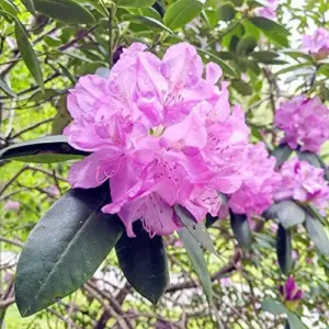Rhododendron Maximum Seeds 50Pcs Pink Ornamental Evergreen Rabbit Resistant Showy
