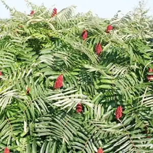Rhus Typhina Seeds - 50 Pcs Fast Growing Deciduous Shrub for Gardens