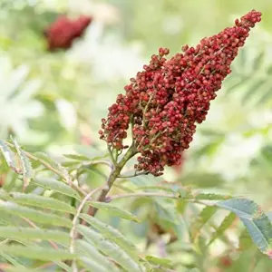 Rhus Typhina Seeds - 50 Pcs Fast Growing Deciduous Shrub for Gardens