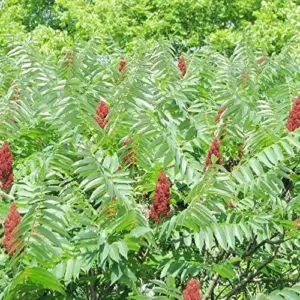 Rhus Typhina Seeds - 50 Pcs Fast Growing Deciduous Shrub for Gardens