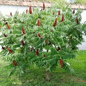 Rhus Typhina Seeds - 50 Pcs Fast Growing Deciduous Shrub for Gardens