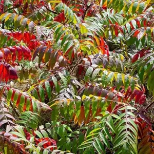 Rhus Typhina Seeds - 50 Pcs Fast Growing Deciduous Shrub for Gardens