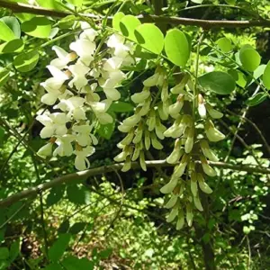 Robinia Pseudoacacia Black Locust Tree Seeds 25 Pcs White Fast Growing Fragrant Flowers Outdoor Deciduous Ornamental