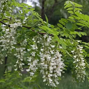 Robinia Pseudoacacia Black Locust Tree Seeds 25 Pcs White Fast Growing Fragrant Flowers Outdoor Deciduous Ornamental